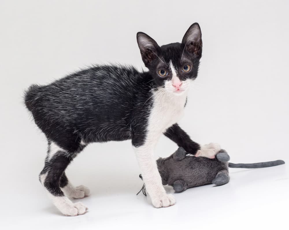 Fever coat kitten