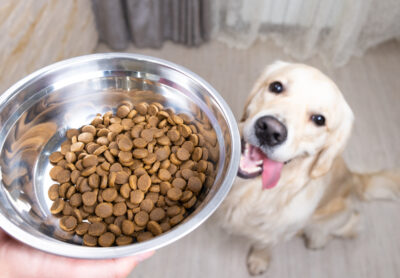 What is Gastrointestinal Dog Food? Info and Veterinarian Product Picks What is Gastrointestinal Dog Food? Info and Veterinarian Product Picks