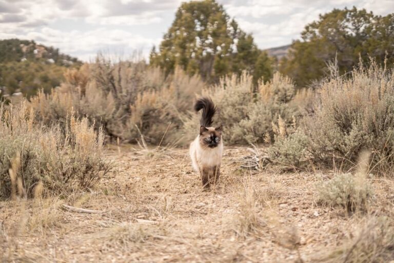 Adventurous cat walking through weeds in Utah