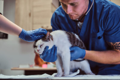 Cat Choking: What to Do and How to Prevent It Cat Choking: What to Do and How to Prevent It