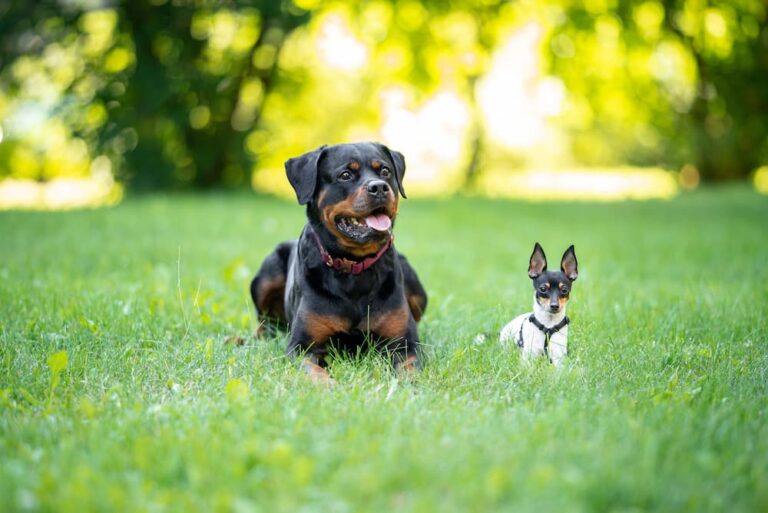 Rottweiler next to Toy Fox Terrier in grass