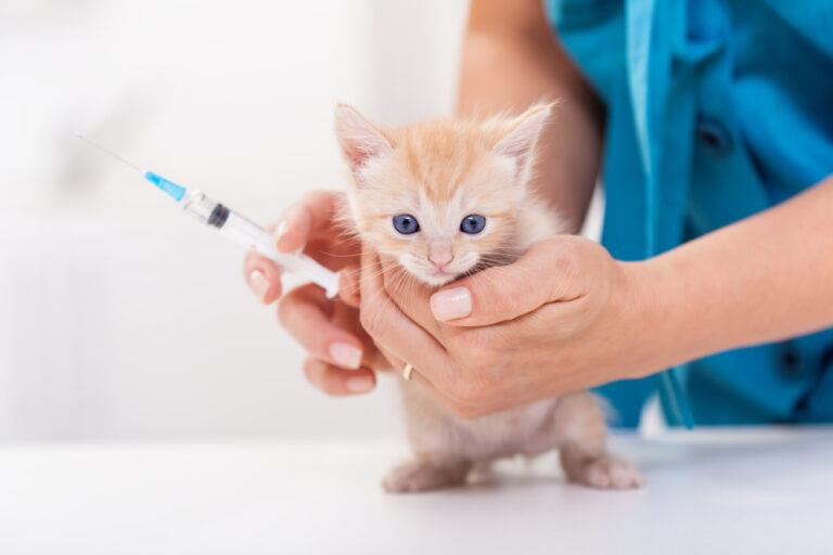 How Much Do Kitten Shots Cost? How Much Do Kitten Shots Cost?