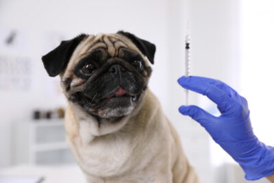 How Much Do Puppy Shots Cost? How Much Do Puppy Shots Cost?