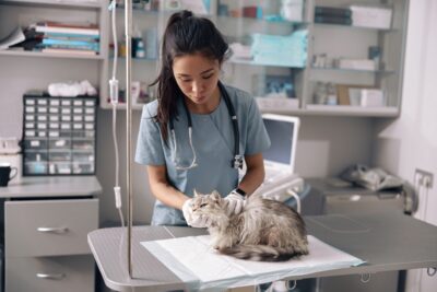 Choosing a Veterinarian: How to Find the Best Vet for Your Pet Choosing a Veterinarian: How to Find the Best Vet for Your Pet