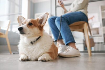 Pheromone Collars for Dogs: Do They Work? Pheromone Collars for Dogs: Do They Work?