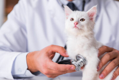6 Common Kitten Illnesses: Signs and Treatment 6 Common Kitten Illnesses: Signs and Treatment