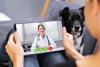Virtual Vet Visit: How to Book and What to Expect