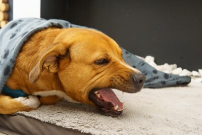 All About Cough Suppressants for Dogs