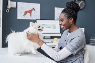 Pet Wellness Exams: Everything You Need to Know Pet Wellness Exams: Everything You Need to Know