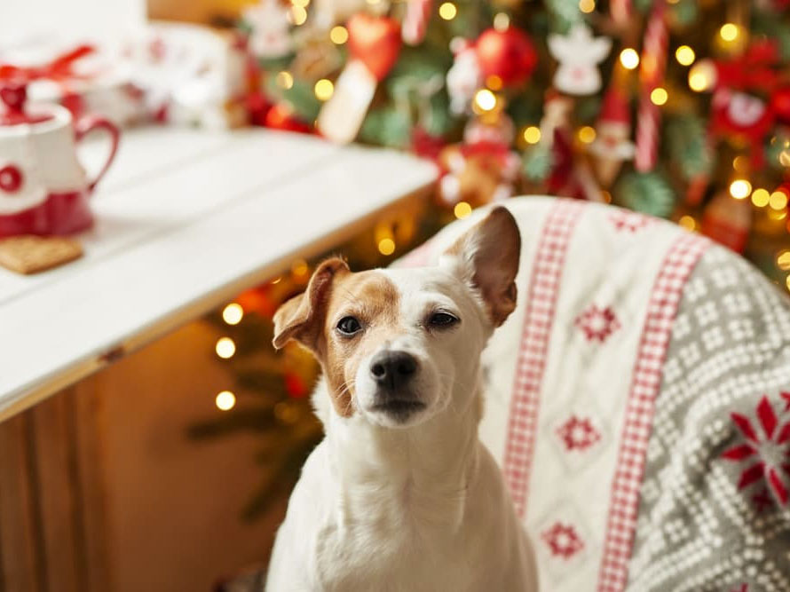Holiday Tips: How to Help a Stressed Dog During the Holidays