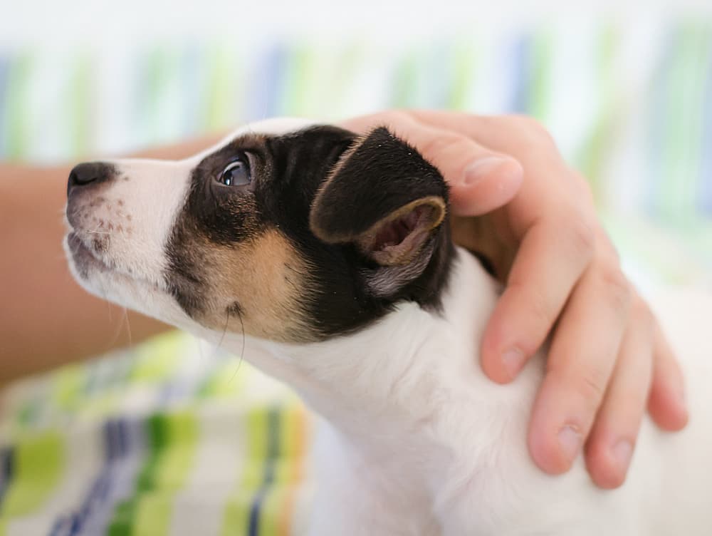 How to Build a Dog’s Confidence