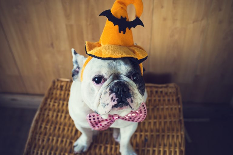 Bulldog in Halloween hat