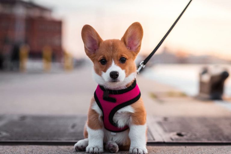 Corgi puppy in Baltimore