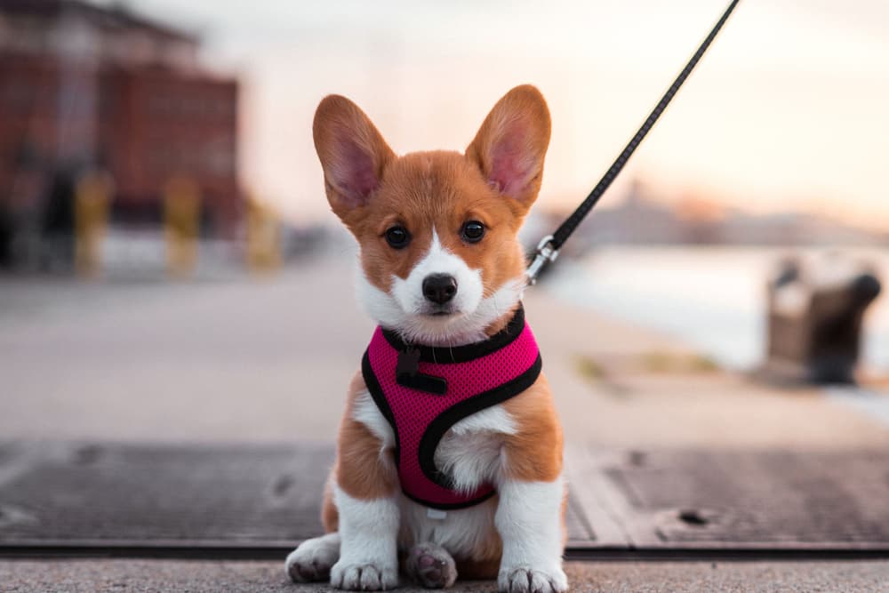 6 Baltimore Dog Parks You and Your Dog Will Love