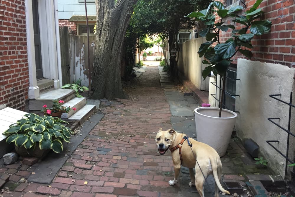 10 Dog Parks Philadelphia Residents Enjoy