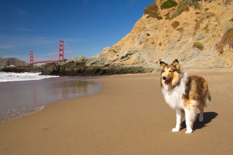 Dog on beach in San Francisco