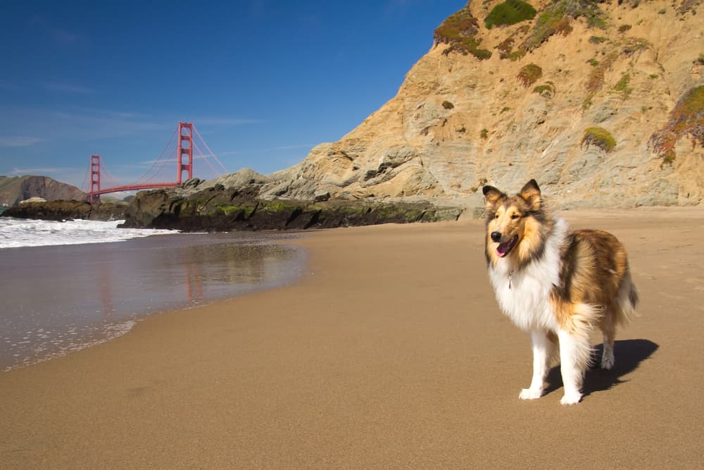 The 6 Coolest Dog Parks in San Francisco