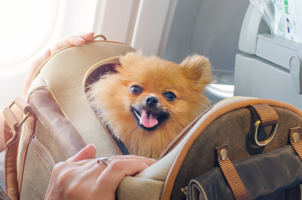Dog flying in cabin of plane