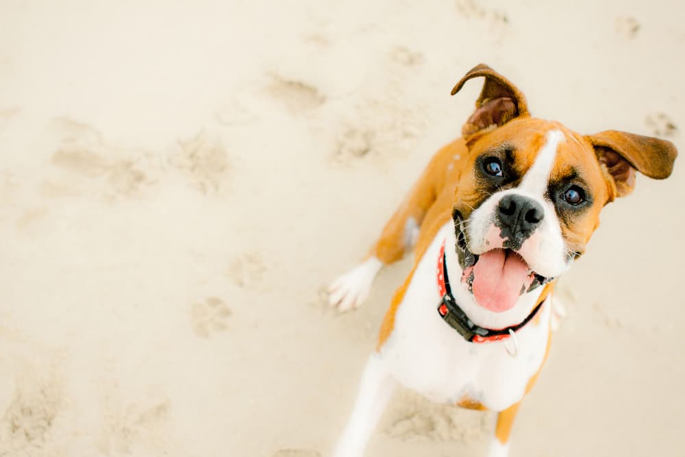The Definitive List of Dog Friendly Beaches Near NYC