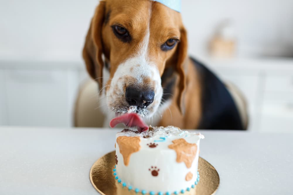 The Best Dog Bakery DC Has to Offer