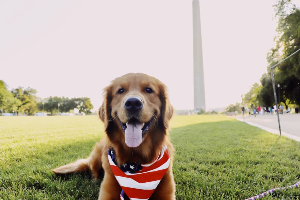 10 Best Dog-Friendly Restaurants in DC