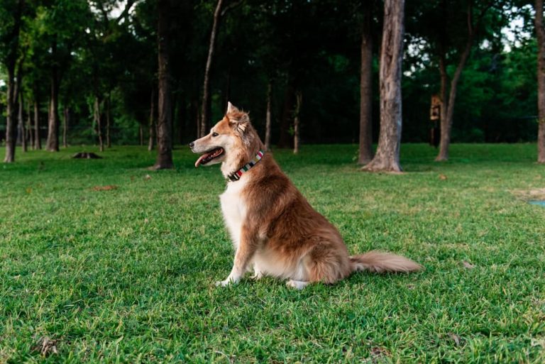 Dog in dallas dog park