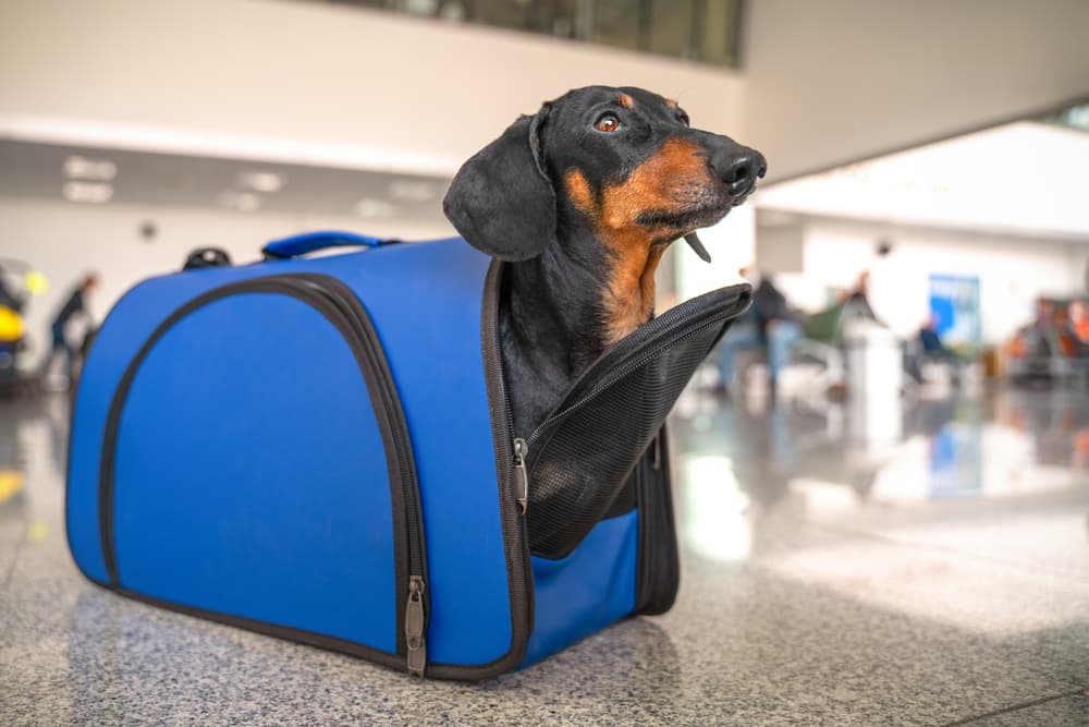 Dachshund in dog carrier