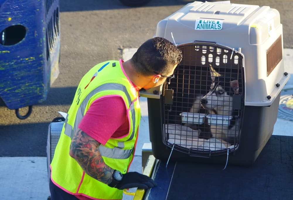 Dog flying in cargo area of plane
