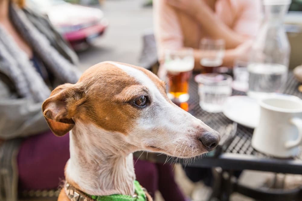 Best Dog-Friendly Brunch Spots in NYC