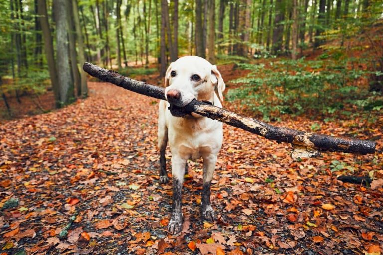 Dog hiking in fall leaves