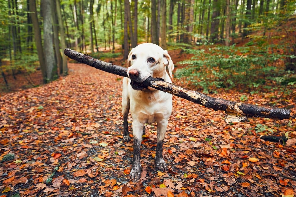 The Best Dog-Friendly Hiking Near NYC