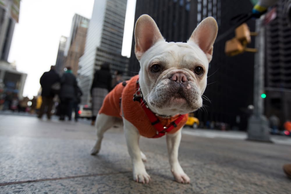 The Top 8 Dog Parks NYC Has to Offer The Top 8 Dog Parks NYC Has to Offer