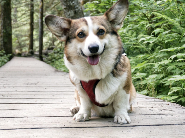 20 Fluffy Corgi Pictures You NEED In Your Life