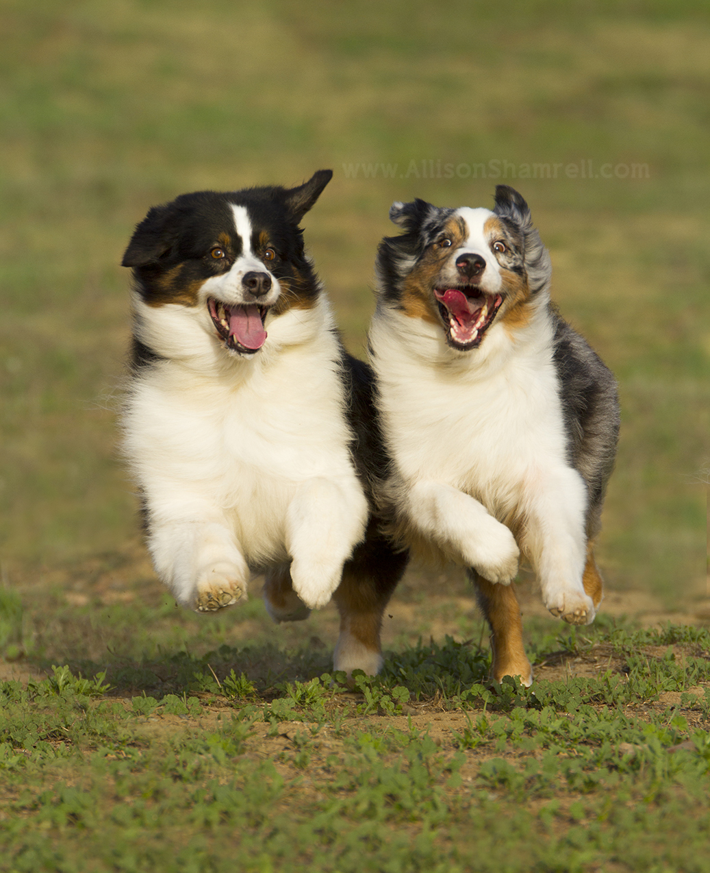 How to Take Photos of Dogs Who Won’t Sit Still