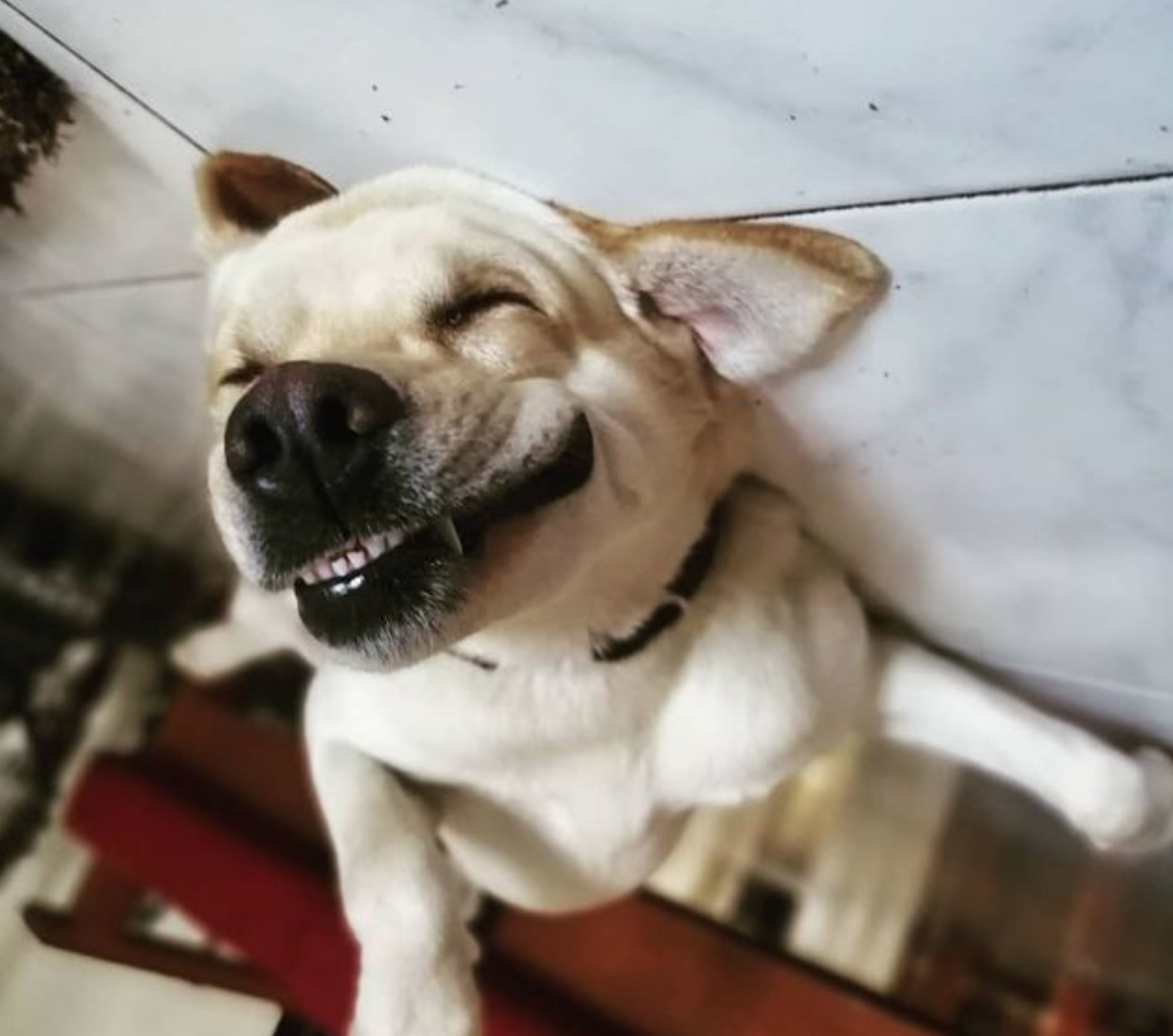 The Funniest Dog Faces On The Internet
