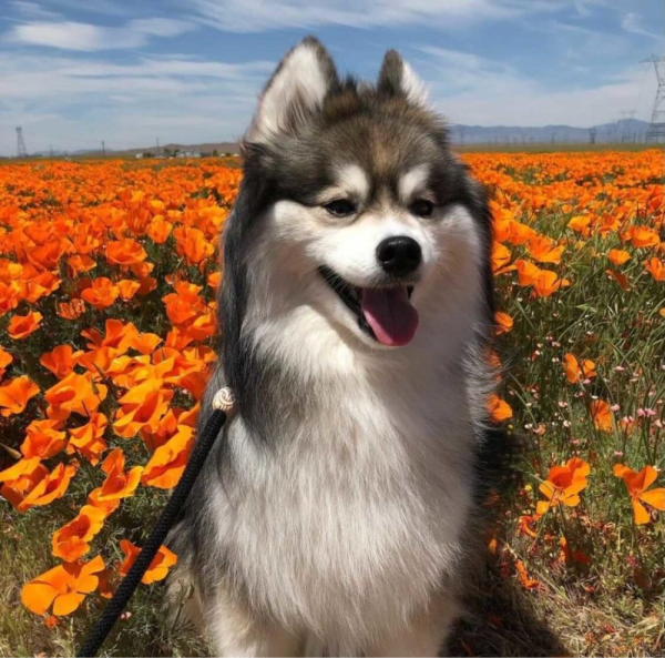 Dog Modeling: Does Your Pup Have What It Takes?