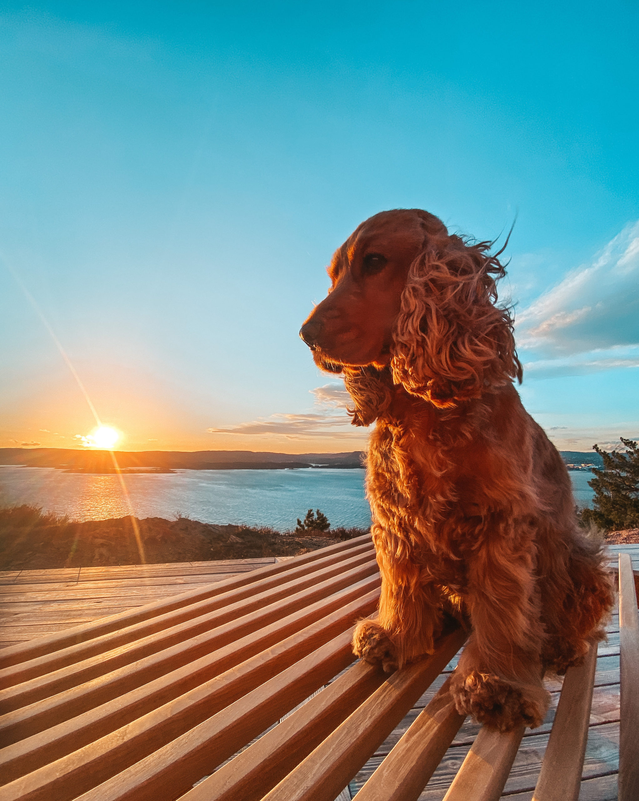 Take Better Photos of Your Dog with Your Cell Phone