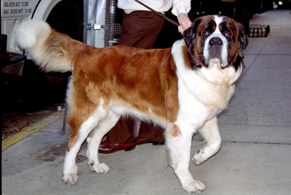 Beethoven movie dog