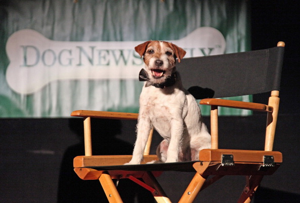 Uggie the movie dog