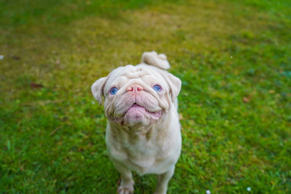 Milkshake smiling