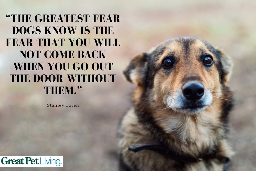 sad dog picture with quote