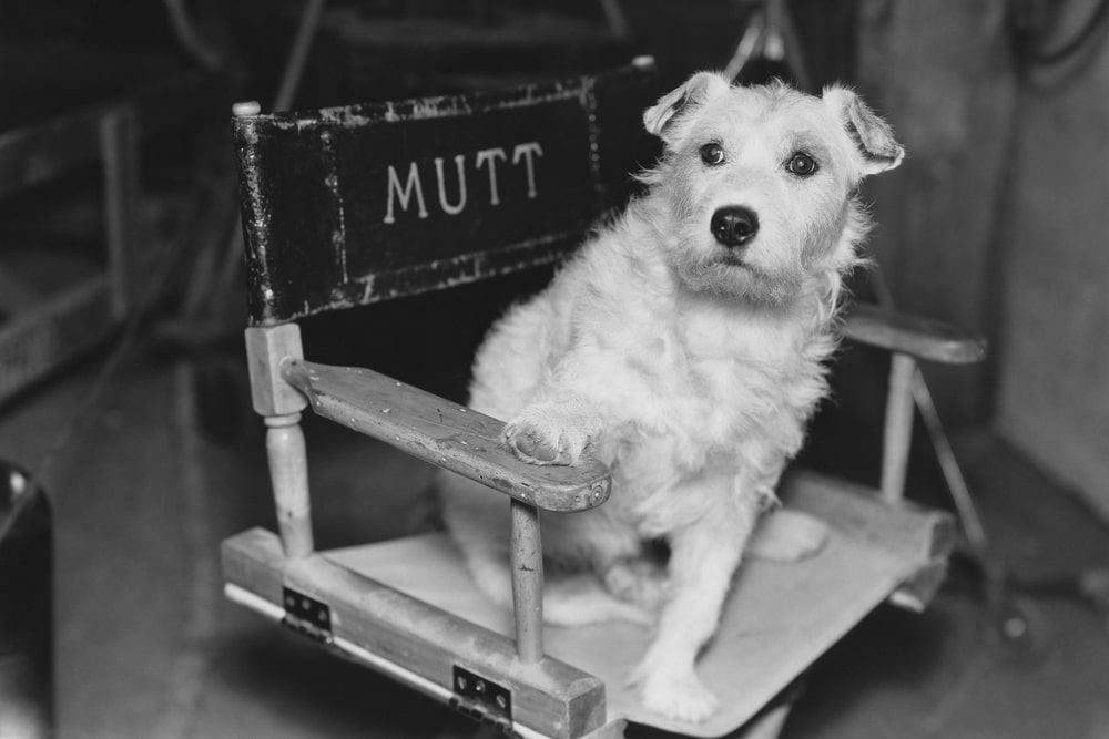 12 Famous Dogs in Movies Who Light Up the Silver Screen