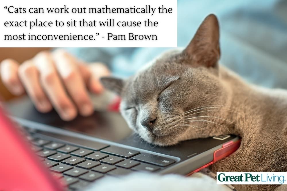 Cat quote with head on laptop
