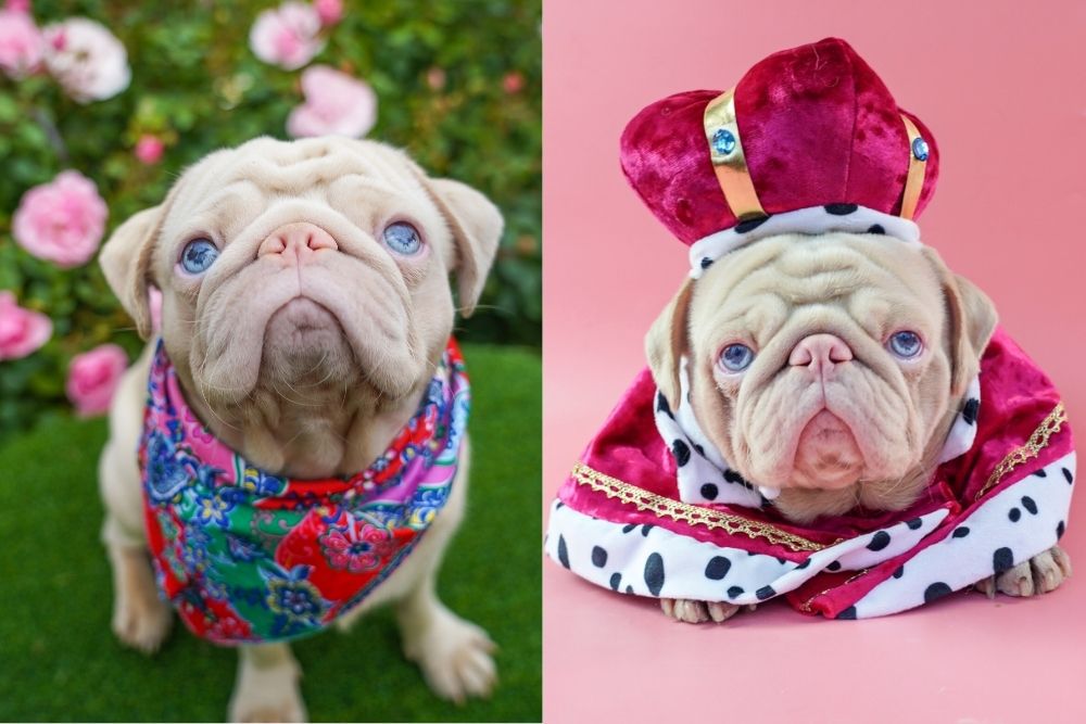 funny photos of milkshake the pink pug