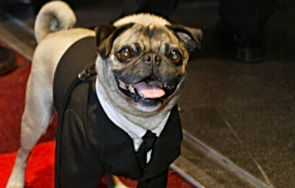 Mushu Pug Men in Black