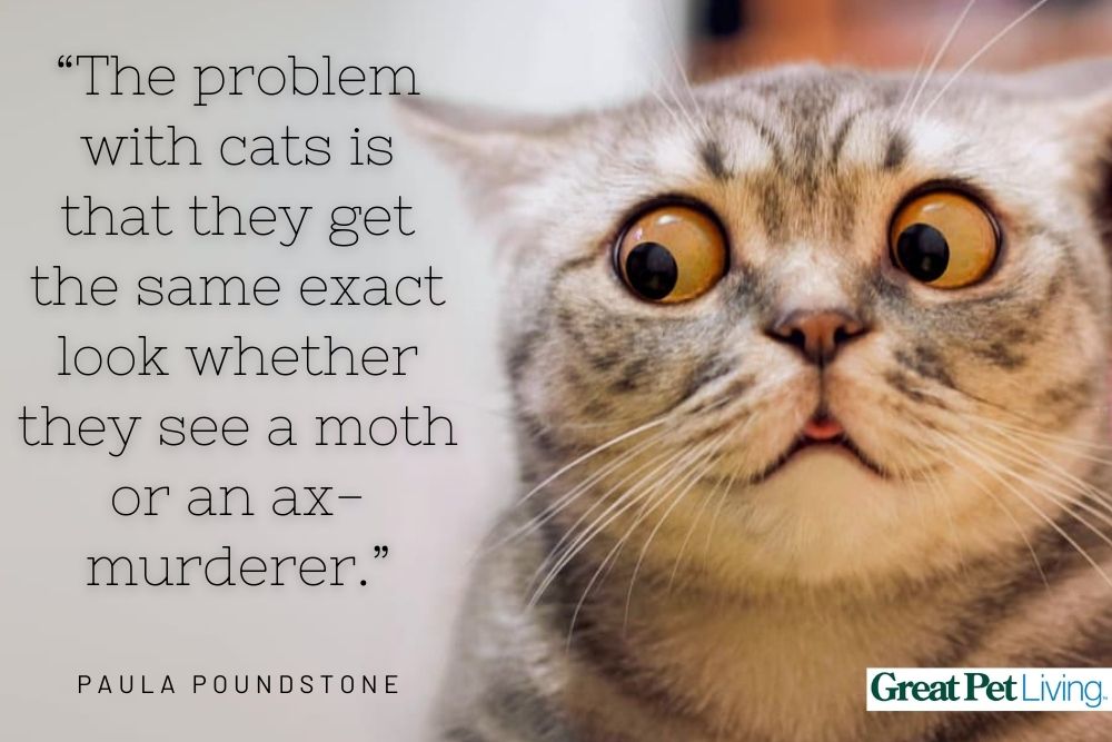 funny-paula-poundstone-cat-quote