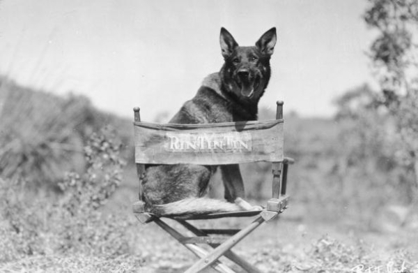 Rin Tin Tin in movie chair