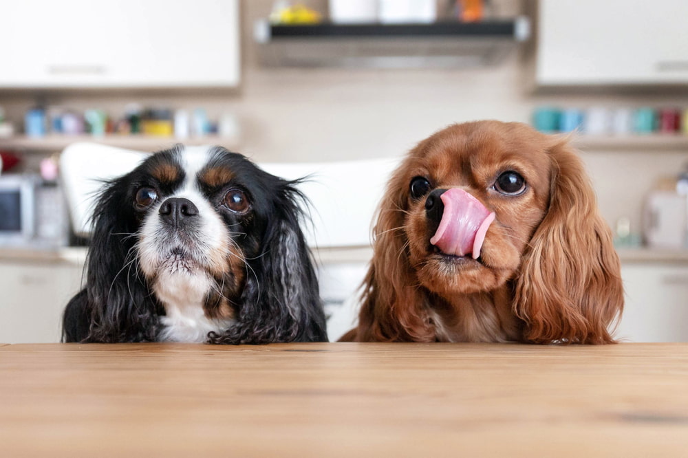 Dogs waiting for ice cream