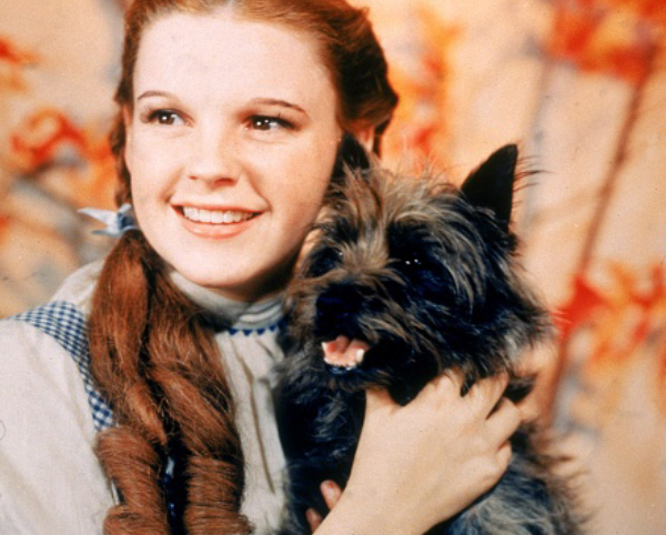 Toto Wizard of Oz dog