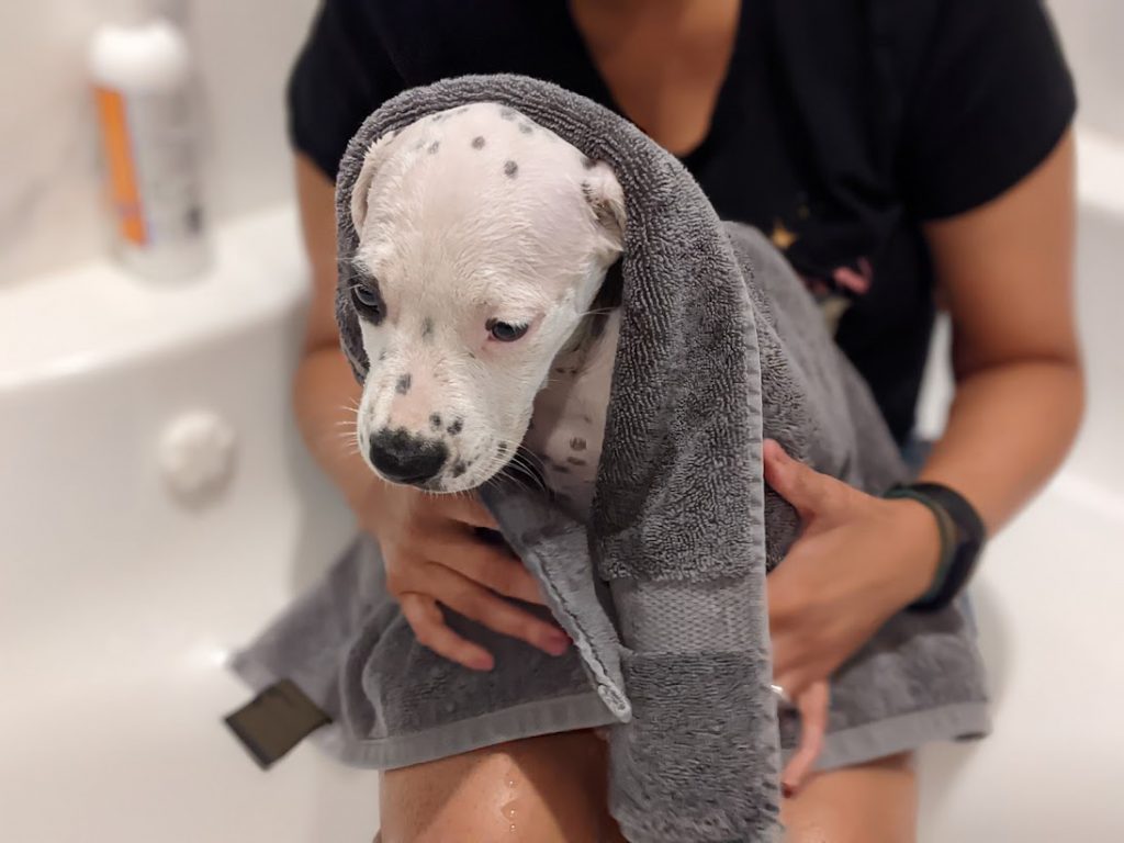Jazzy after a shower